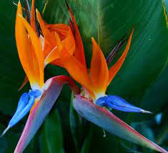 The Lovely Bird Of Paradise Flower Hawaii Birds Of Paradise Flower Birds Of Paradise Plant Birds Of Paradise