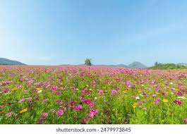 Image result for Gomphocarpus tenuifolius