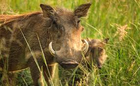 Le Phacochere Sanglier De La Savane Africaine La savane africaine, lieu de vie des éléphants, disparaît au profit de cultures… en australie, les kangourous, meurent à la. sanglier de la savane africaine