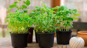 Esta planta es muy delicada, se utiliza principalmente para condimentar pescados, con el. 7 Hierbas Aromaticas Faciles De Cultivar En Casa El Horticultor