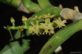 Image result for Tridactyle hurungweensis