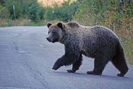 He's just a country kid at heart, he has simple things he came out of cal early, and even though he was the marquee player in the grizzlies, he was still. Usfws Grizzly Bear