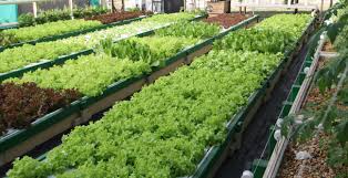 Aquaponics Farm For Sale Florida Aquaponic