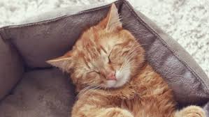 Crocodiles are the most dangerous animals of all. Pet Owner Issues Warning As Salt Lamp Causes Neurological Problems For Cat Stuff Co Nz