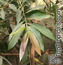 Image result for Syzygium jambos