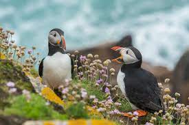 Test your knowledge with our animal trivia. 150 Fun Animal Trivia Questions And Answers Thought Catalog
