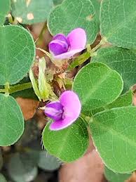 Image result for Grona triflora