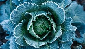 tips voor de moestuin in november de tuin op tafel moestuin groente moestuin tips