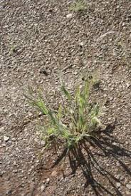 Image result for Schmidtia kalahariensis