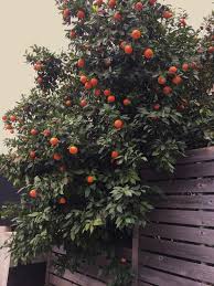 Inorganic or chemical wetting agents should be avoided as they make the soil too wet. Grow Lemons Oranges Grapefruit And Lime In Austin With These Tips