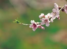 Cherry trees are well known for suffering from a range of pests and diseases in the uk. Diseases Of The Japanese Weeping Cherry Tree