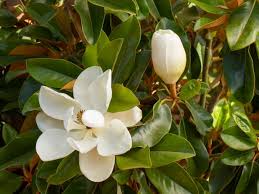 The alta southern magnolia grows into a narrow, upright tree, a little more than twice as tall as it is wide. Magnolia Tree Types And Magnolia Tree Care Hgtv
