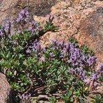 Image result for Aeollanthus engleri