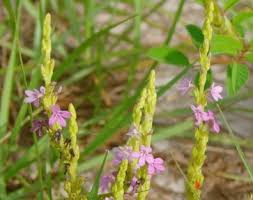 Image result for Striga junodii