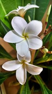 Use them in commercial designs under lifetime, perpetual & worldwide rights. My Plumeria Have No Scent