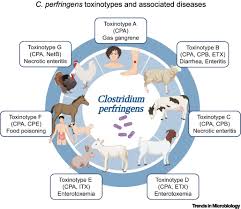 Image result for Clostridium