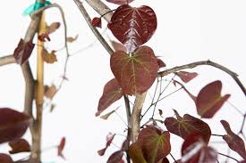 When growing the ruby falls redbud, it is essential that you provide it with all the correct growing conditions that it requires. Ruby Falls Weeping Redbud For Sale Buy Redbud Trees Perfect Plants