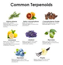Cannabis Terpene Flavor Profiles Cannador Canada Best