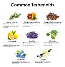 Cannabis Terpene Flavor Profiles Cannador Canada Best