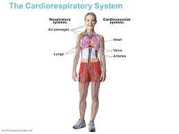 Unit 1 Aos 2 Cardiorespiratory System Vce Physical Education Libguides At Wonthaggi Secondary College