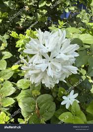 Image result for Oleaceae