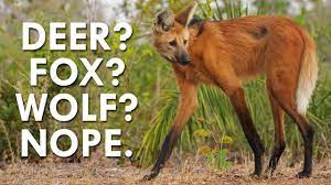 Well i know some of you whated to see fox vs wolf so here you go. Not A Deer Wolf Or Fox The Maned Wolf Is Fascinating Youtube