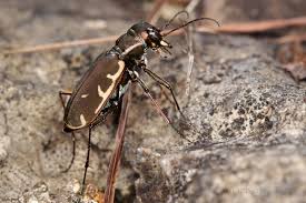 Image result for Tridactyle gentilii