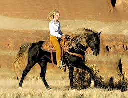 Rocky Mountain Horse Breed Profile Equitrekking