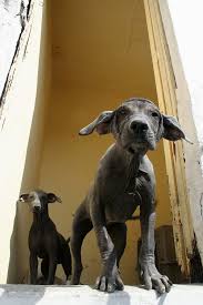 Ver más ideas sobre perro xoloitzcuintle, perro peruano, xoloscuintle. Tom Clark Tymnes The Maltese Dog
