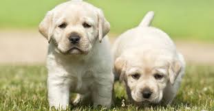 Feeding Your Labrador Puppy How Much Diet Charts And The