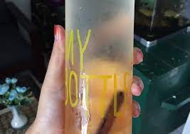 Bir pletok dapat dihidangkan hangat maupun dingin. Cara Gampang Membuat Infused Water Jahe Kayu Manis Jenifer Anti Gagal Bikin Resep