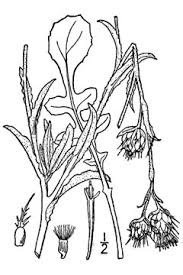 Image result for Centaurea melitensis