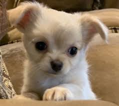 Don't miss what's happening in your neighborhood. Kiara S Akc Chihuahuas Of Michigan