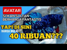 Ikan cupang black galaxy grade size m+ siap jadi indukan umur 5 bulan up. Peternak Ikan Cupang Avatar Youtube
