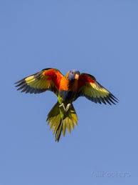 Australian Birds In Flight Images A Rainbow Lorikeet From Northern Australia In Flight In Southwest Australia Photographic Print By Neil Losi Australian Birds Beautiful Birds Australian Animals
