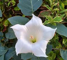 Image result for Datura inoxia