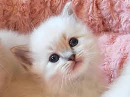 Black And White Kittens For Sale Essex Ragdolls Ragdoll Essex Ontario Cats Kittens Southwestern Ontario Windsor Toronto Michigan Ragdoll Kittens Ragdoll Ragdoll Cat Ragdoll Kitten Kittens