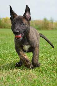 Our Dutch Shepherds Earn Their Stripes Dutch Shepherd Dog Fluffy Dogs Baby German Shepherds