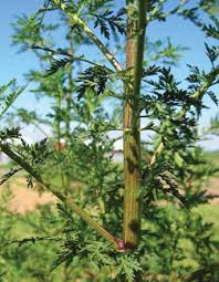 Image result for Thomandersia hensii