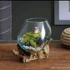Aquarium ikan cupang ukuran 11 x 11 x 15 cm. Https Encrypted Tbn0 Gstatic Com Images Q Tbn And9gcqqc3uhtbl2y5ka0edxk9bik9jg4nafdegdf6dk33y Usqp Cau