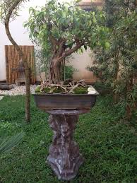 My Bonsai
