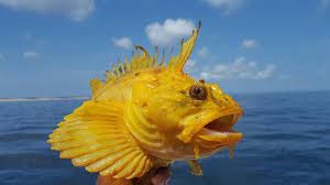 Sea ravens are a family, the hemitripteridae, of scorpaeniform fish. What Is That Yellow Thing From The Boat To You Chatham Lobsters