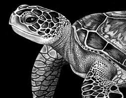 Pin By Analia Eugenia Gutierrez On Arts And Crafts Sea Turtle Art Turtle Drawing Turtle Art