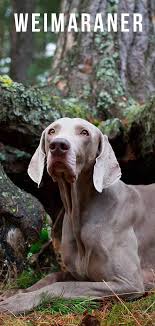 Weimaraner Dog Breed Information Center A Complete Guide