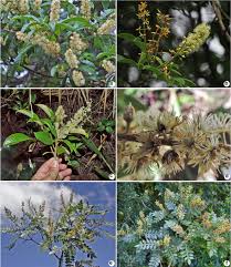 Image result for Cunoniaceae