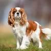 The cavalier king charles spaniel was the number one dog for us! Https Encrypted Tbn0 Gstatic Com Images Q Tbn And9gcskjtlsmzaemhklkwtlib9eqsrgbddssjfbprjrysojuubtpald Usqp Cau