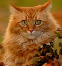 6 Fun Facts About Orange Tabby Cats Orange Cats Orange Tabby Cats Tabby Cat