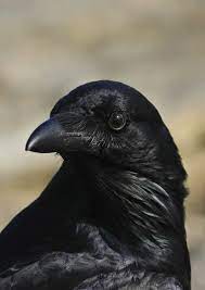 Getting Rid Of Crows Crow Crow Bird Black Crow