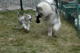 Alaskan malamute puppies cost for sale, purebred, registered breeder from ontario, canada working kennel. Tips On Bringing Home A Malamute Puppy Based On My Experience Pethelpful By Fellow Animal Lovers And Experts