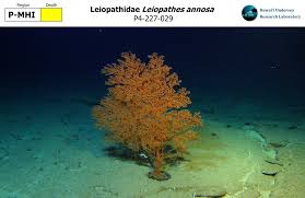 Image result for Lophiocarpaceae